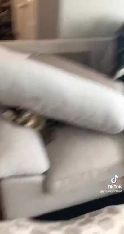 Animals not being bros