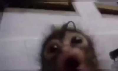 monky sing monky do