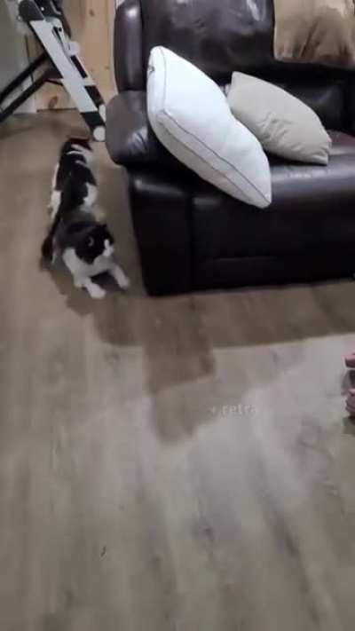 Show cats a new cat mask