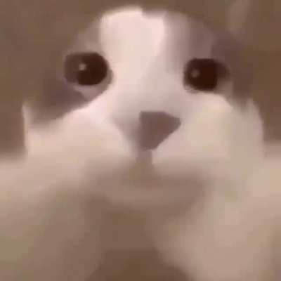 Opucuk kedi