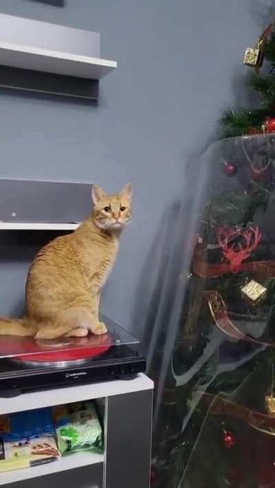 Why won&rsquo;t you let me destroy the tree, you monster!!