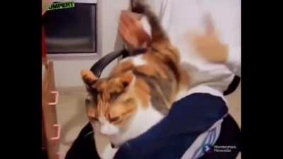 кошка настоящего бдсмщика