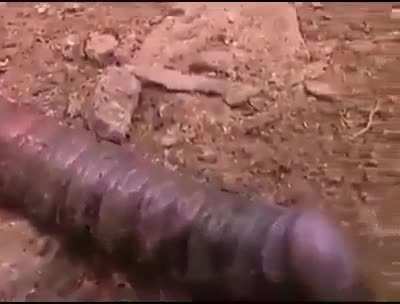 Big no from me on the crawling penis worm.