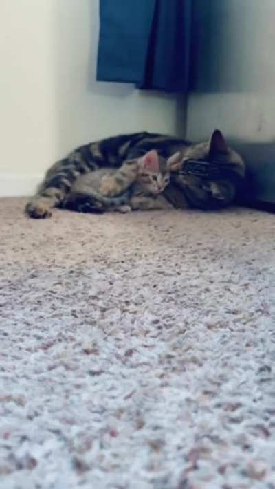 Котики