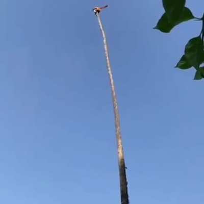 Going out on a limb