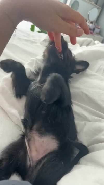 His little teefs and derpy tongue kill me 