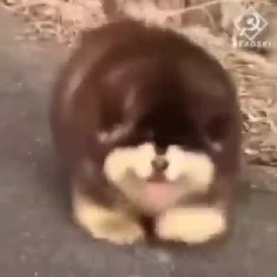 Perro