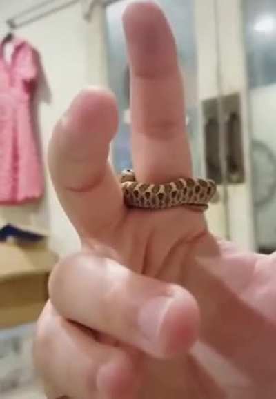 I can&rsquo;t handle how small the snake is