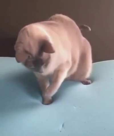 This cat&rsquo;s first time seeing a memory foam mattress