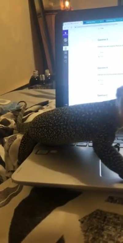 My two year old mangrove monitor terrorizing me while I&rsquo;m taking a quiz.