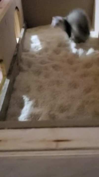I decided the plastic tote wasn't a big enough place to play and built a 4x2 rice bin for them to play in. This is Henry being very Henry.