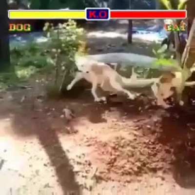 Dog vs Cat