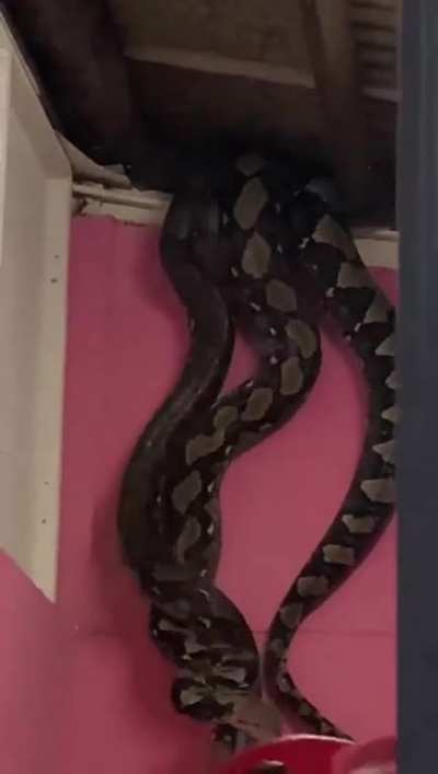 Pythons on roof