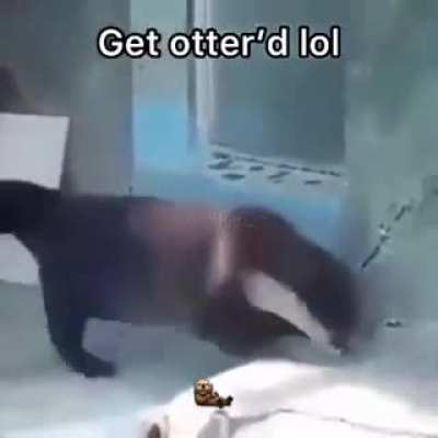 Get otter&rsquo;d lol