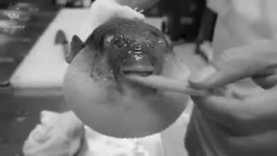 I, Giorno Giovanna, am a pufferfish