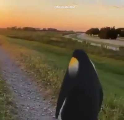 Trying this again. Need help finding this meme song. I know it's from some sort of anime, but I can remember the name of it. Remember the name was "(someone's) theme". Help? Also Artist Type: Anime I guess