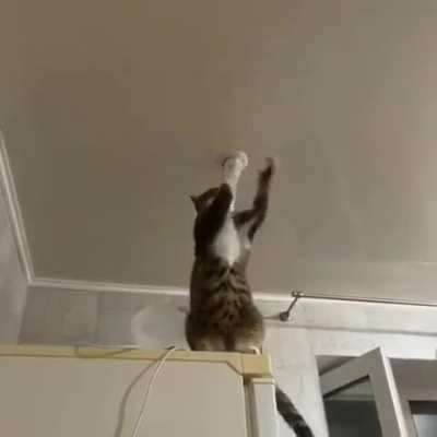 Nadie: El gato electricista no existe.                                                           El gato electricista...