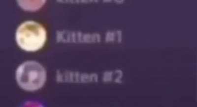 kitten #2 😳