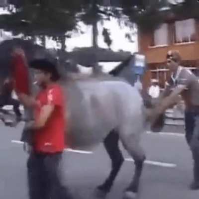 The horse wins