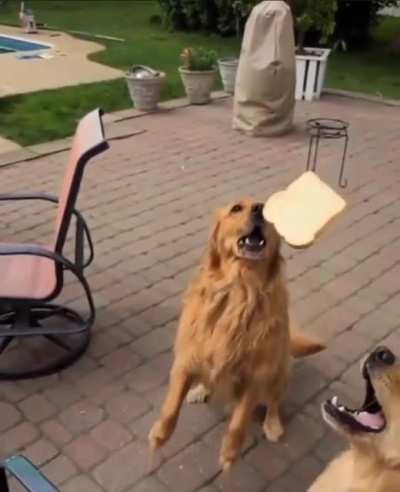 Poor dog