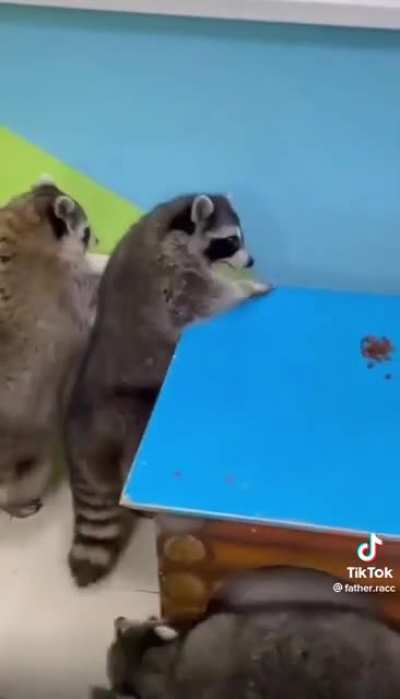 Raccoon grabbies