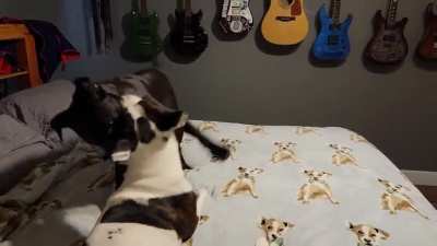 Just some hippo play to start the morning