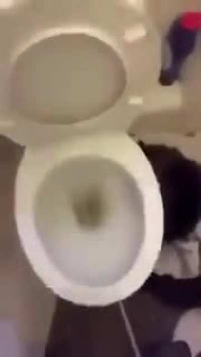 hidratando al gato
