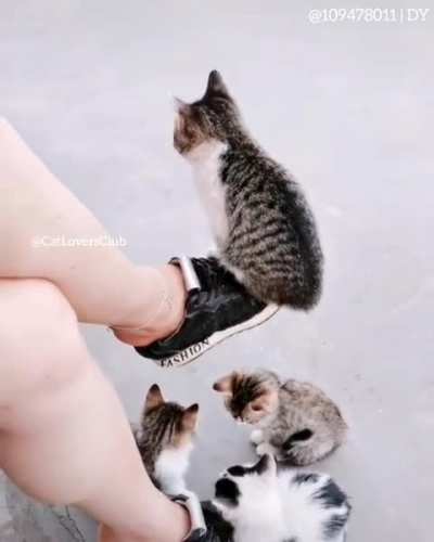 this is my life meow