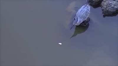 Bird luring a small fish using bait.