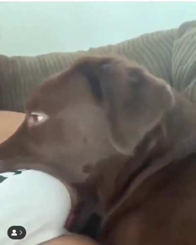 Good Boi