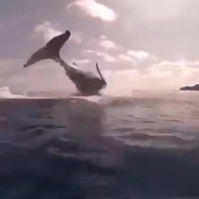 🔥 Whale powering up to breach the surface