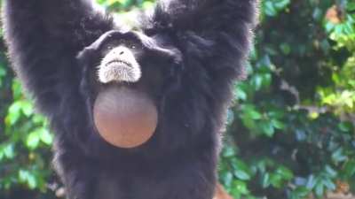 When you sit on your balls. (They are called Siamang gibbons btw)