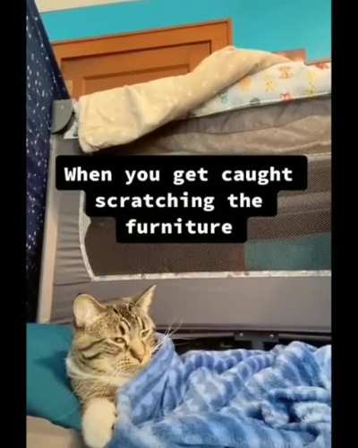 Sofa is ruined.