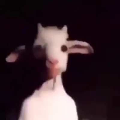 Goat