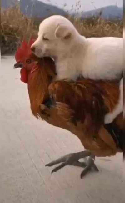 Onward noble steed