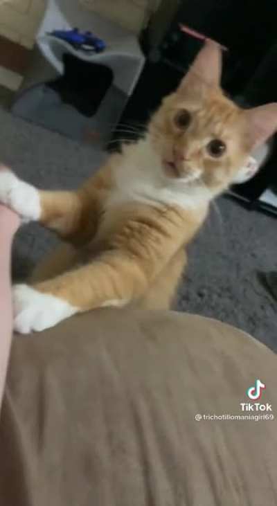 Kekw