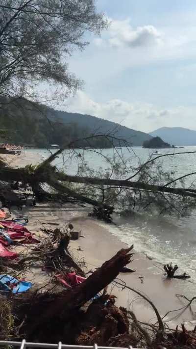 Another tree fall Batu Ferringhi Beach