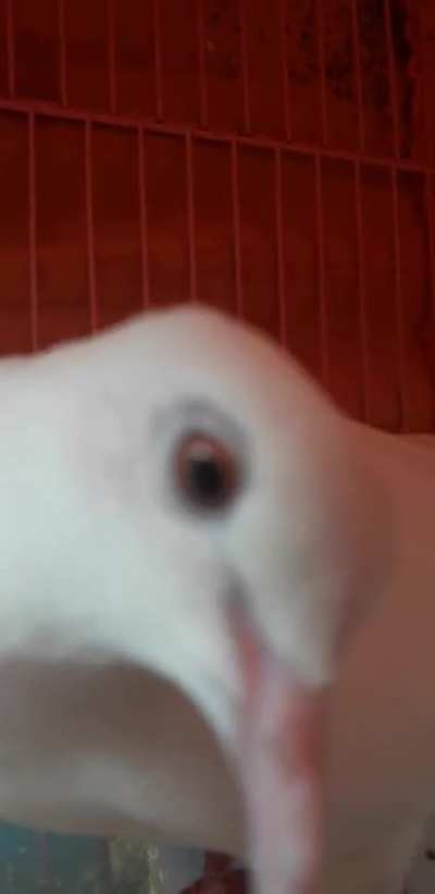My birb would like to say hi to people in new