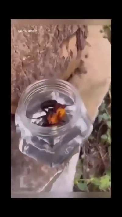 Chill bug 🐛