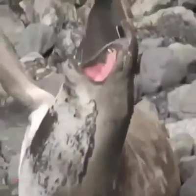 Jerk