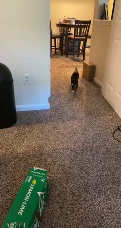 I give her Sprite boxes as an alternative to sitting on my PC, &lsquo;accidentally&rsquo; turning it off.