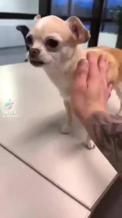 Holesome Groomer