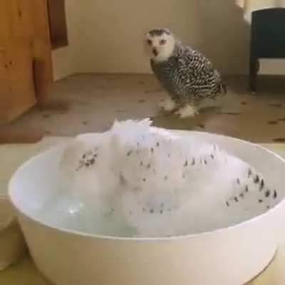 For owls&rsquo; fans