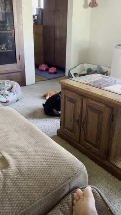 I don&rsquo;t have words for the dogs I&rsquo;m watching anymore&hellip;