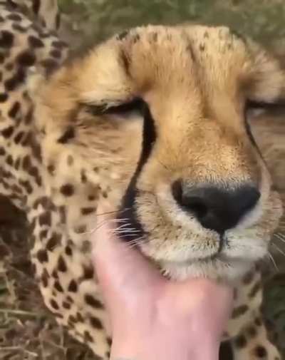 big cat purr.