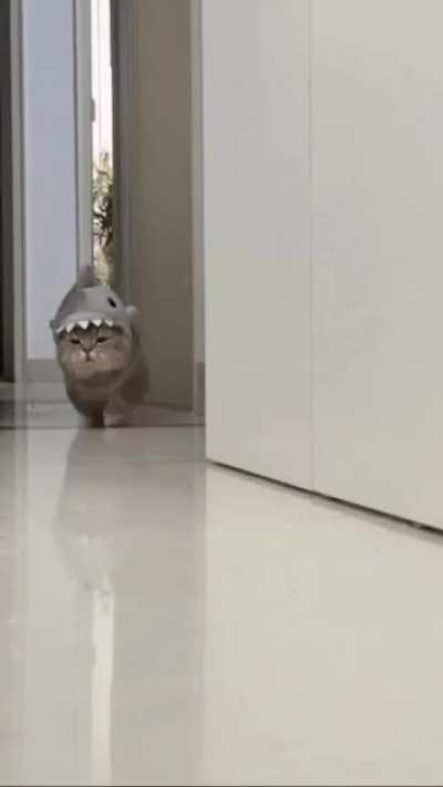 cute little cat walk
