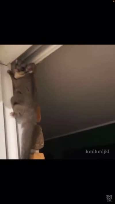Little friend