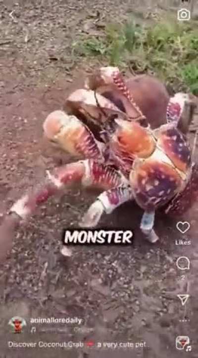 this miniature WUNKBAG is the mini WUNKLAND WUNK