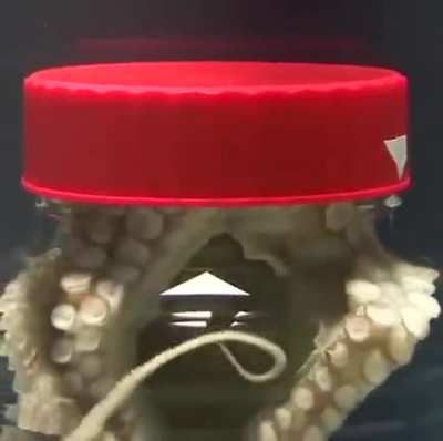 Octopuses are Smart!!!