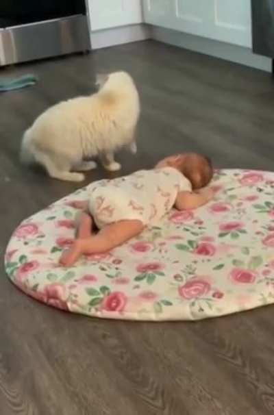 Mama cat&rsquo;s trying to introduce her kitten to the human baby.
